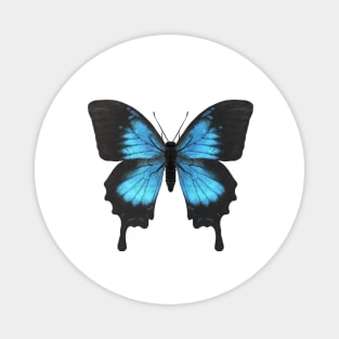 Ulysses Butterfly Magnet